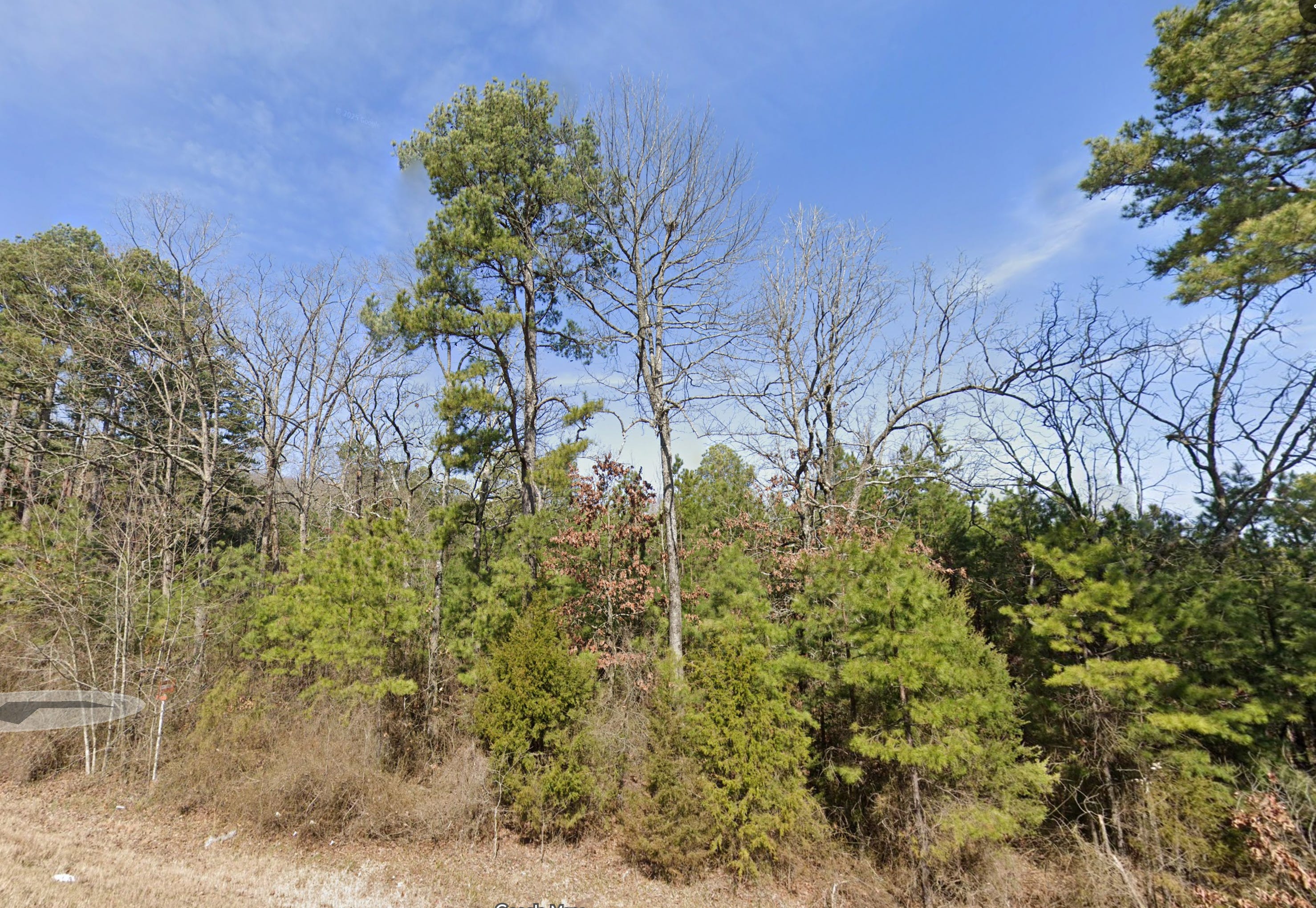 Native Indiana Tree of the Week: Arkansas Black Hickory (Carya texana ...