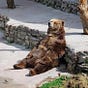 Team Bear's avatar