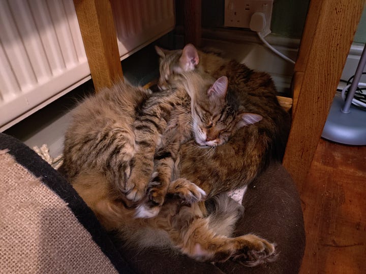 In the left hand picture, Milly lies curled up in the cat bed by the radiator. In the right hand photo, Milly is curled up in the same bed, but on top of Rosie.