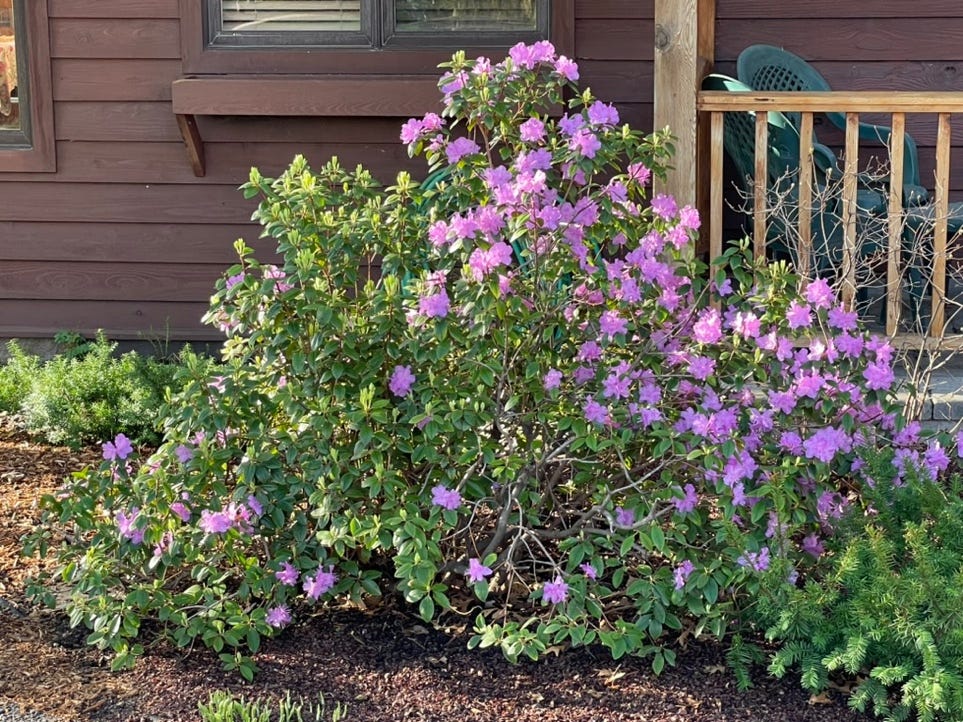 A bush with purple flowers

Description automatically generated
