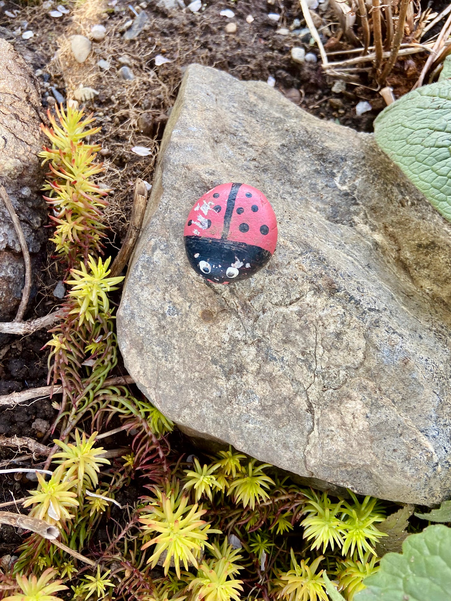a stone painted like a ladybug, sitting on a big rock