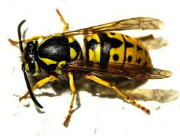 File:Wasp (257224487).jpeg - Wikimedia Commons