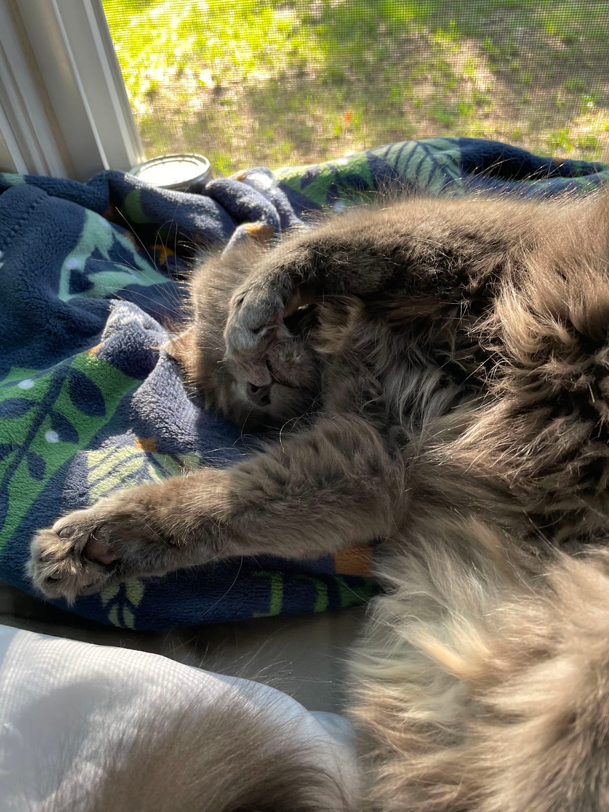 a fluffy cat lays on its back in the sun
