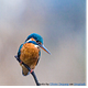 The Kingfisher Project