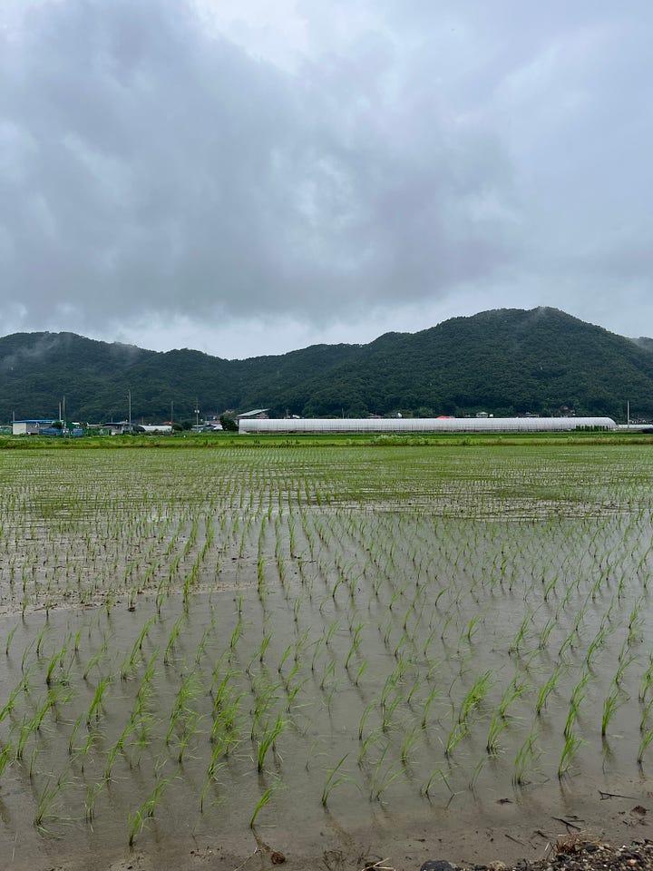 rice field and chicken bbq in Gongju
