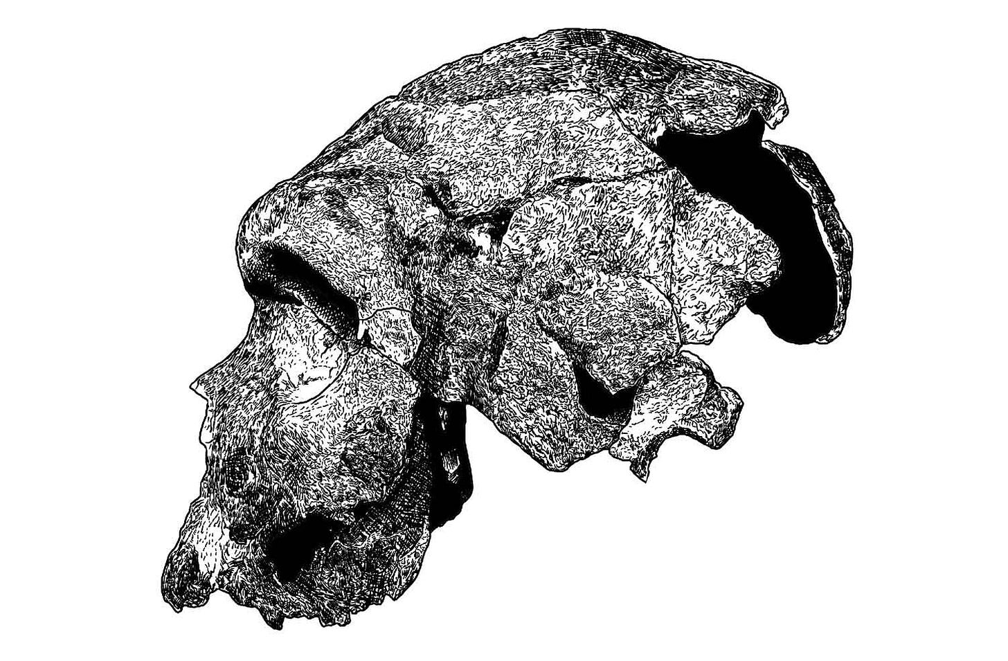 Line drawing of a fragmentary skull viewed from the left side