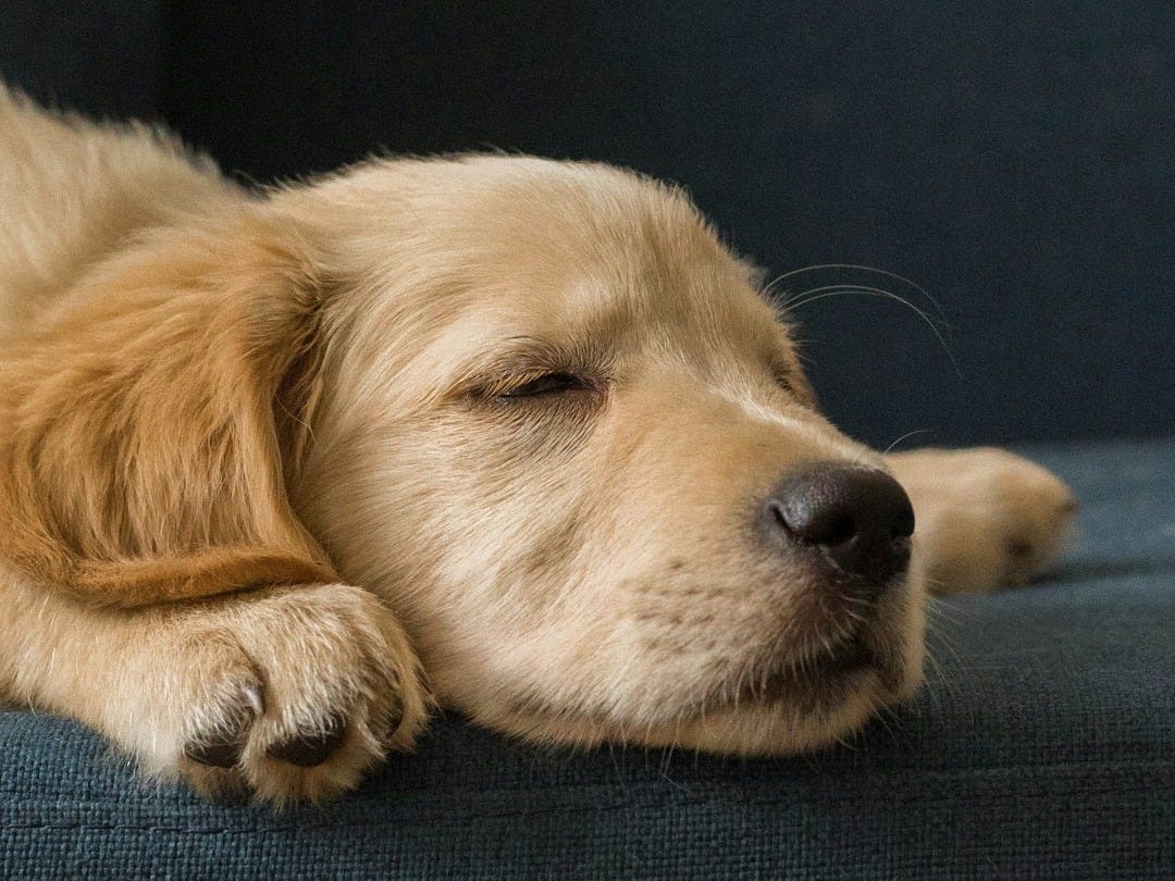 A sleeping golden retriever lying on a blue sofa A sleeping golden retriever lying on a blue sofa