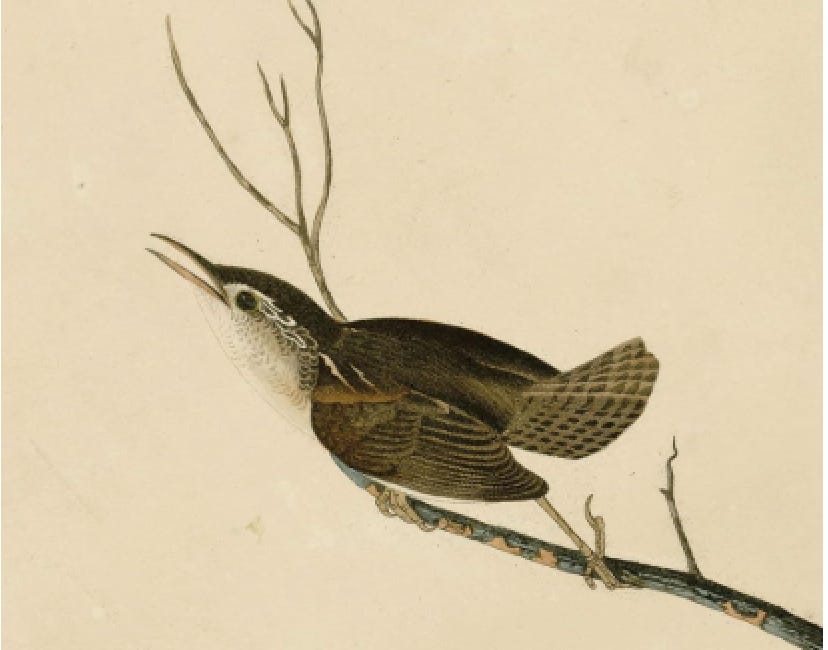 Book Review: “The Wren” by A.F. Moritz