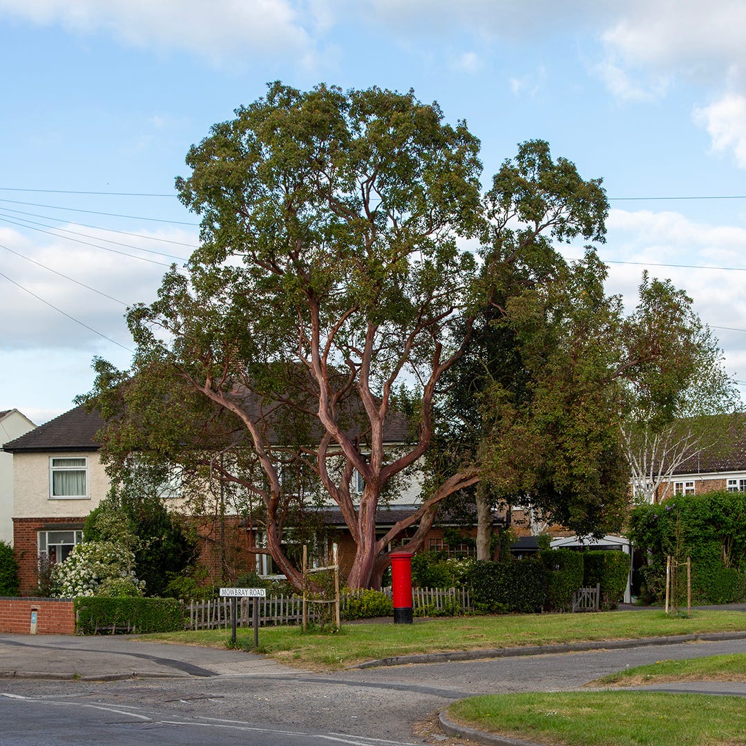 Hybrid strawberry tree, Cambridge