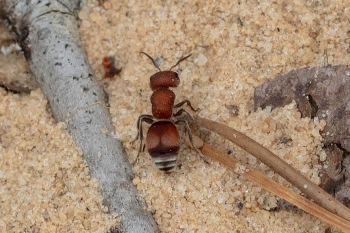 A close-up of a large, ant-shaped insect with a coppery red body and black and white stripes along the bottom of the pointed abdomen