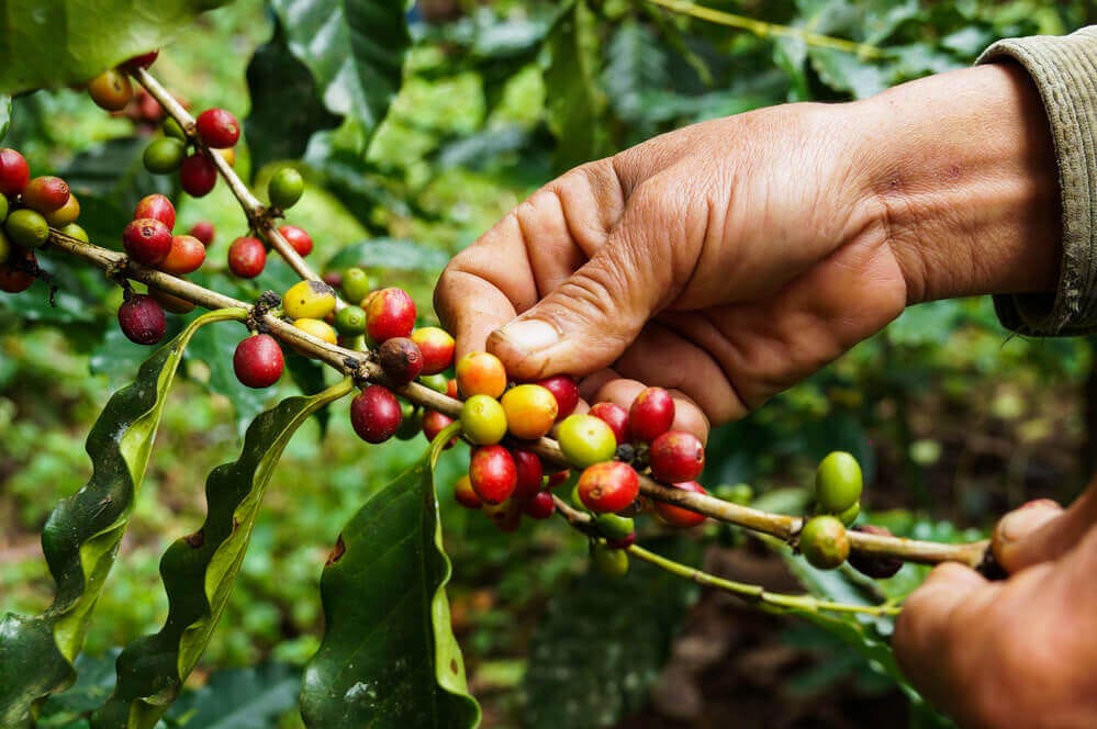 Entenda quais são as diferenças entre os cafés arábica e robusta - Blog  Villa Café Brasil