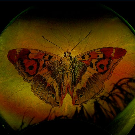 Photos of a human retina close up, collaged with various animals and objects