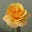 Carol T Cox (NJ to VA to FL)'s avatar