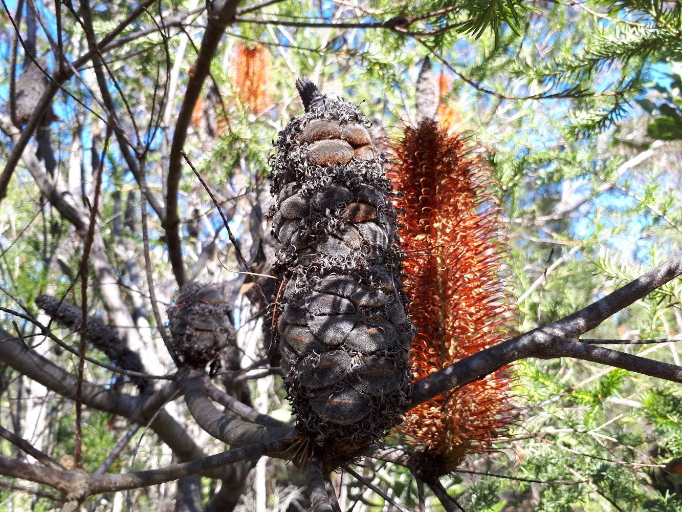 Banksia [cone] 20220604_113608 sml.jpg