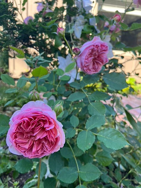 Westerland with unknown red rose from neighbor, Boscobel, Eden (2x), Dr. Huey with Jackmanii and honeysuckle, a rose arrangement