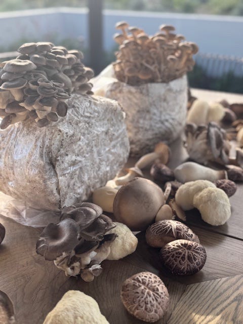 Rincon Hill Farms, a sustainably grown and managed farm supplying produce for Monte's in Montecito, and the next evolution of the Palms in Carpinteria. 