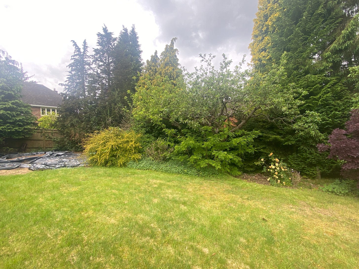 Before view of a wraparound garden with a large open lawn bordered by mature conifers, shrubs and trees. A broad-canopied tree dominates the centre, with dense evergreen screening, a yellow shrub, a rose and an area covered with black sheeting to the left.