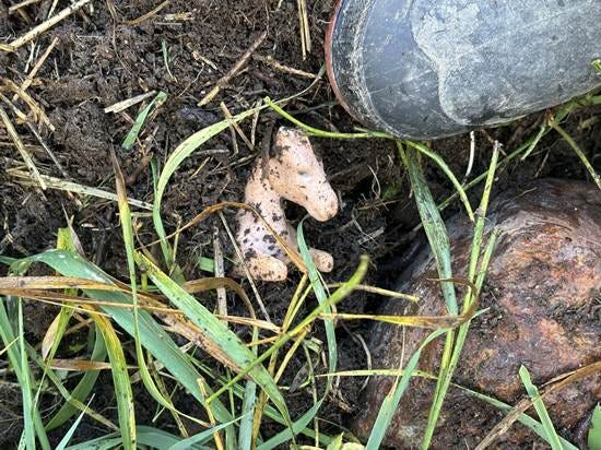 The head and shoulders of a ceramic donkey is visible amidst straw and compost. The toe of a rubber boot and a rock are next to the donkey.