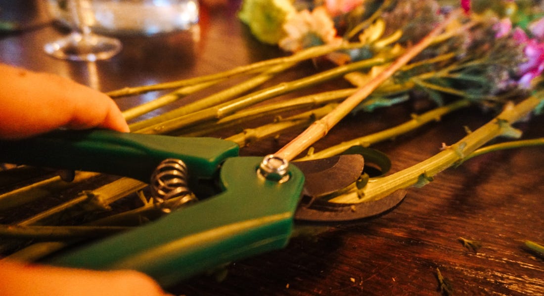 A close-up of a hand squeezing secateurs on a bunch of flower stems A close-up of a hand squeezing secateurs on a bunch of flower stems