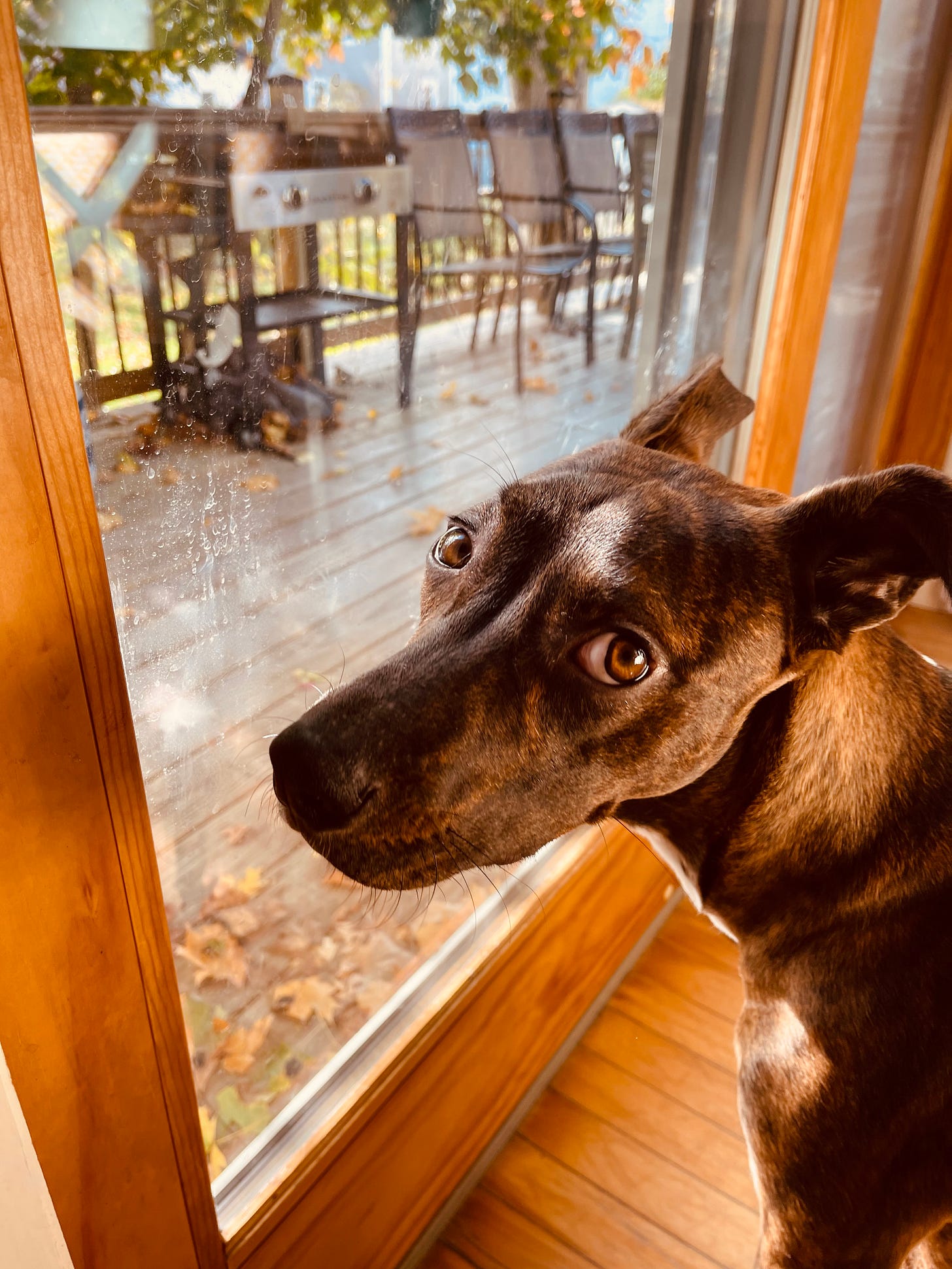 puppy at a dirty sliding glass door, waiting to go out. 