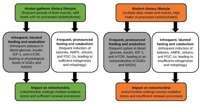 Figure showing how our hunter-gatherer ancestors ate intermittently and lacked continuous access to carbohydrate-rich foods, compared to our modern dietary lifestyle. Figure showing how our hunter-gatherer ancestors ate intermittently and lacked continuous access to carbohydrate-rich foods, compared to our modern dietary lifestyle.