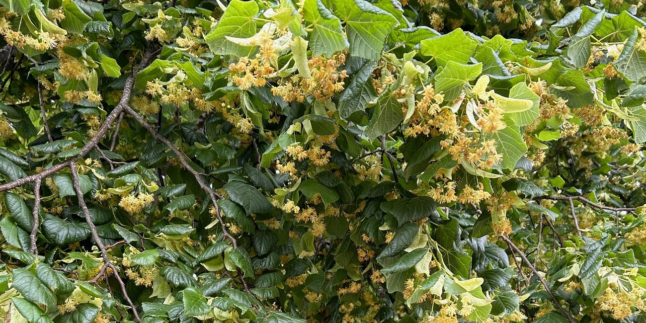 Lime (Tilia cordata) research notes