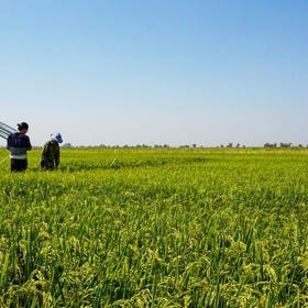 These scientists want to capture more carbon with CRISPR crops | MIT Technology Review