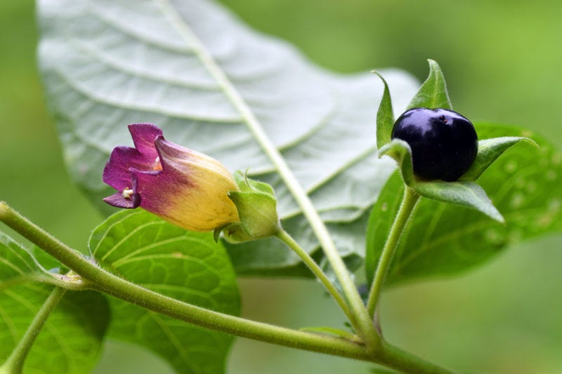 Atropa belladonna: The Enigmatic Beauty of Deadly Nightshade