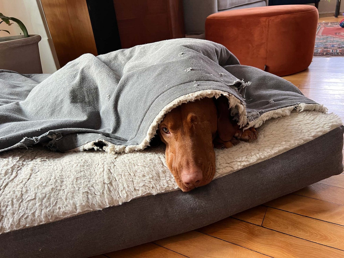 Lief, the one-eyed Visla, sleeps in his cozy bed, which he also likes to nibble on sometimes. 