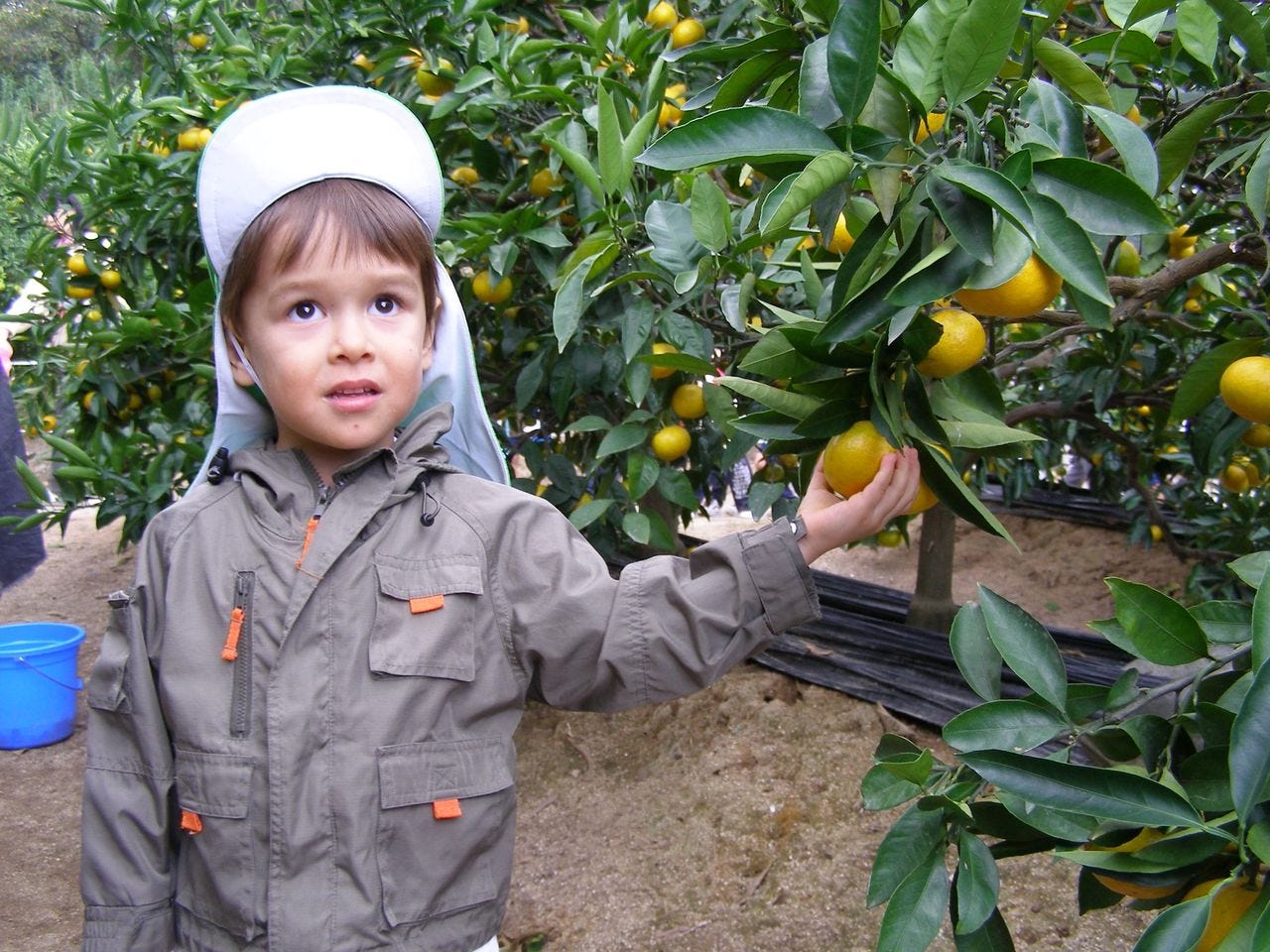 Lucas on a weekend family trip to an orange farm with his daycare.