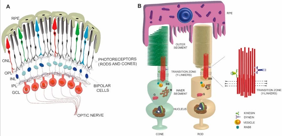 A graphic of photoreceptors, showing a layer of rods and cones on the left. There is detail on the right, showing the outer segements of the cells, made up of stacked layers. A graphic of photoreceptors, showing a layer of rods and cones on the left. There is detail on the right, showing the outer segements of the cells, made up of stacked layers.