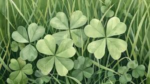 Vibrant Green Four Leaf Clover in Lush ...