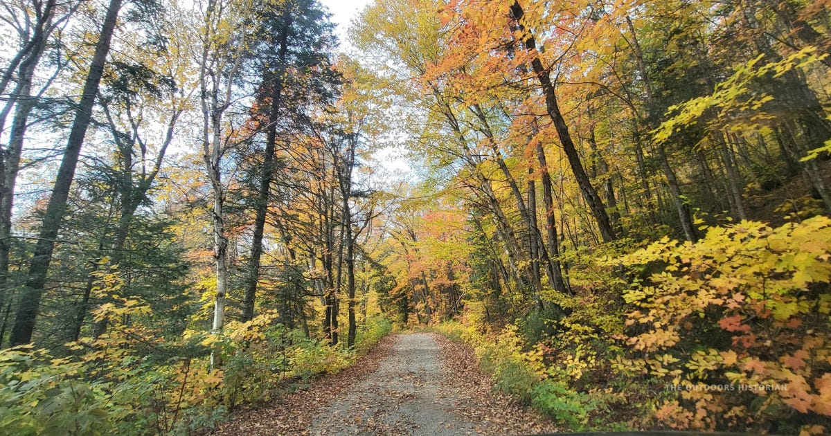 A gravel two-track road curving through a forest in fall color, with yellow and orange maple leaves overhead and scattered leaves covering the path.