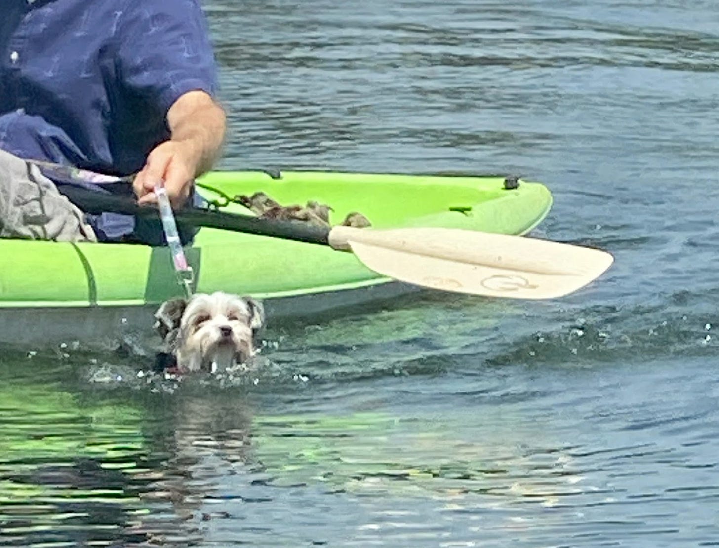 Dog swimming next to kayak
