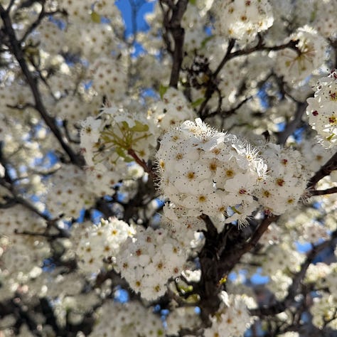 primavera luz belleza efímera Sakura 