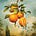 The Orange & Bee's avatar