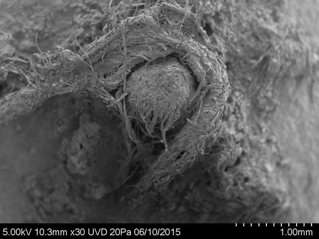 SEM photo of Neanderthal cord from Abri du Maras.