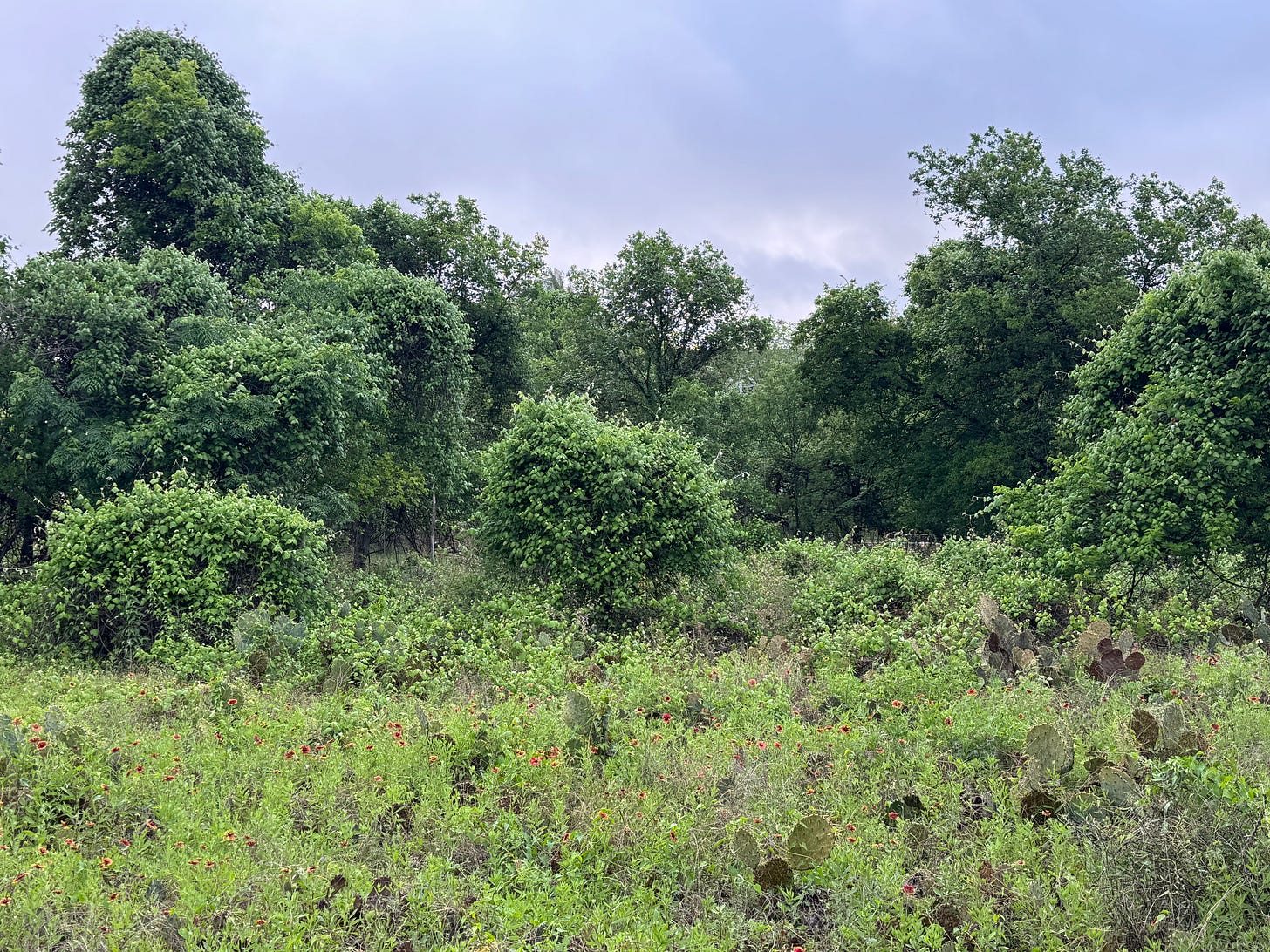 Texas woodland scene of field with cactus and wildflowers in the foreground and trees covered in mustang vine in the background