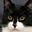 Pasta K Paws's avatar