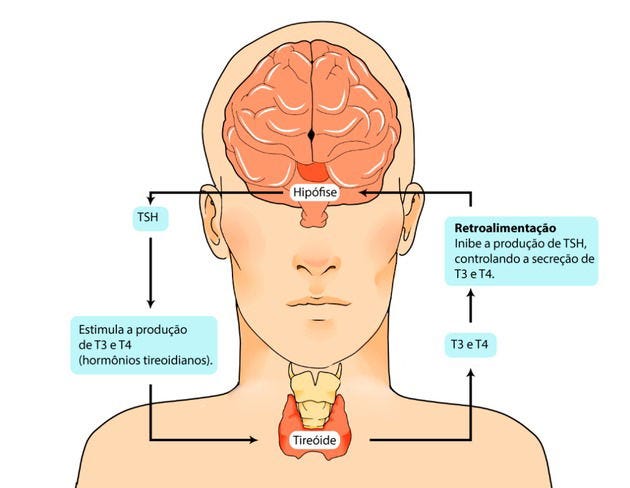 Hipotireoidismo: o que é, causas e tratamento - Toda Matéria
