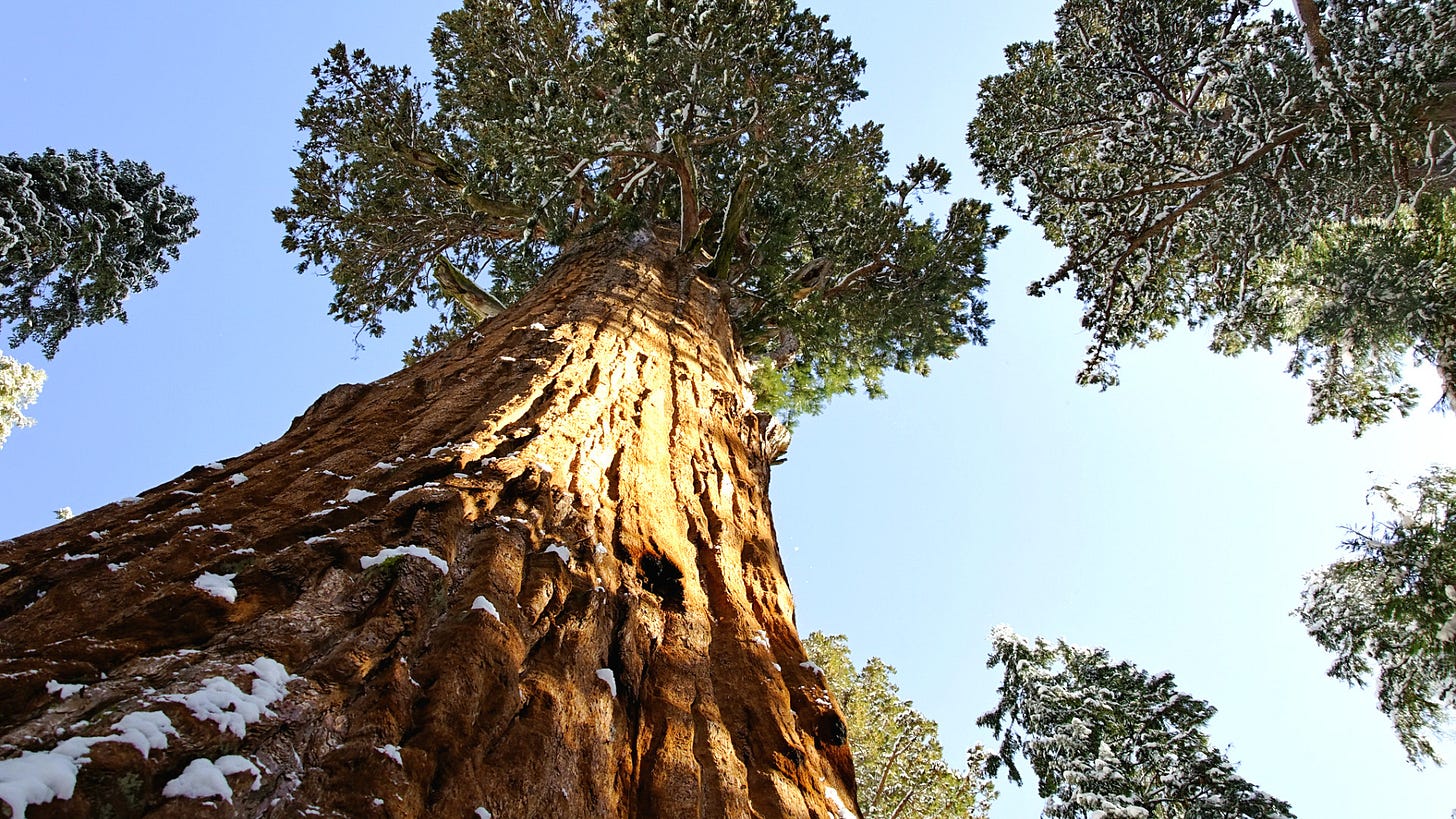 Giant Sequoia: Forest's Majesty
