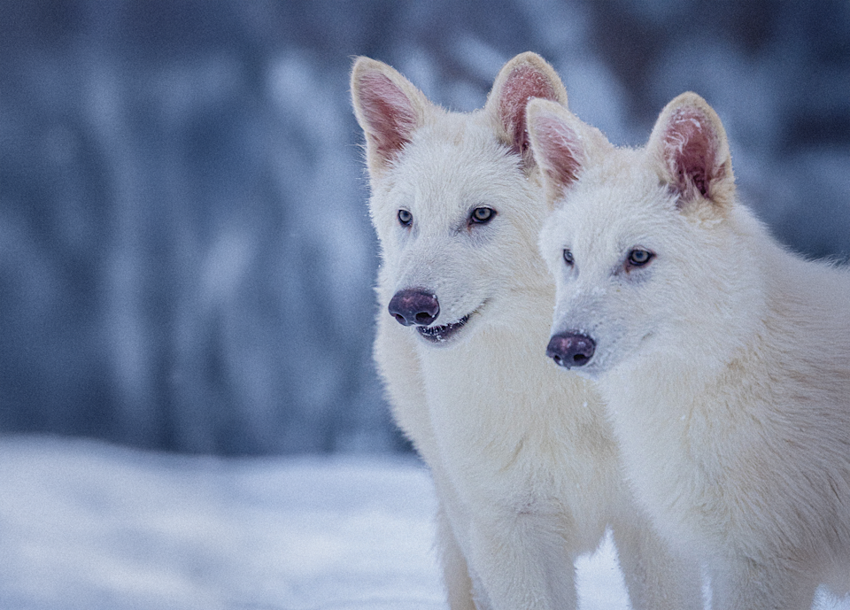Colossal Biosciences have birthed three wolves using the ancient DNA of dire wolves, which went extinct about 13,000 years ago Colossal Biosciences have birthed three wolves using the ancient DNA of dire wolves, which went extinct about 13,000 years ago