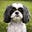 Fenrir the Shih Tzu's avatar