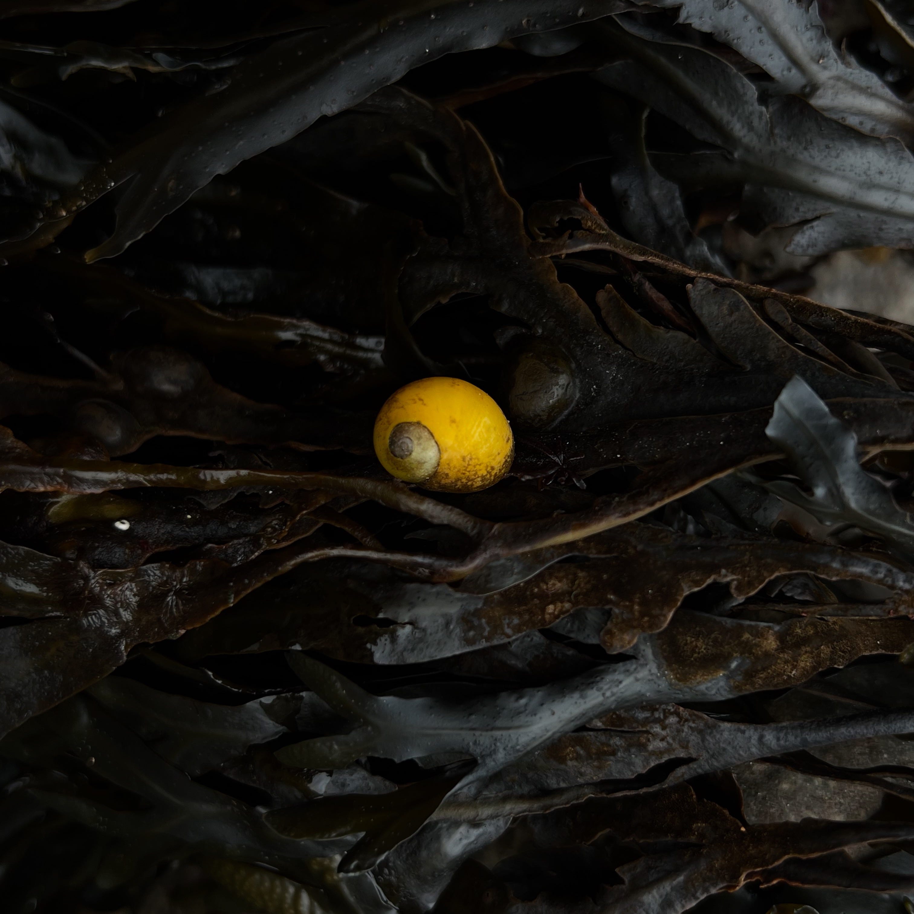 Constança Saturnino