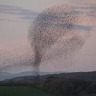 Every One Is Everyone