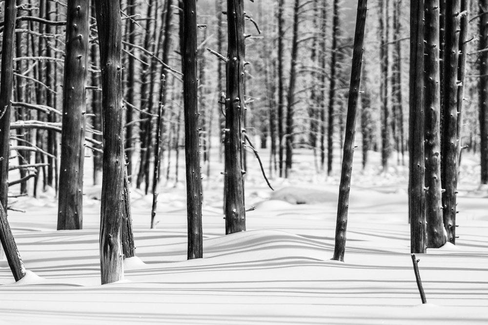 Winter In Yellowstone National Park © Jennifer Carr Photography-19.jpg