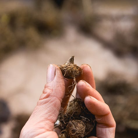 Native Spring Ephemeral Pennsylvania