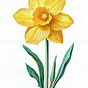Daffodil's avatar