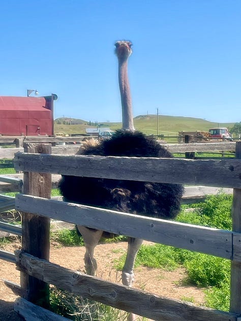 My photos from the campgrounds of the many animals.