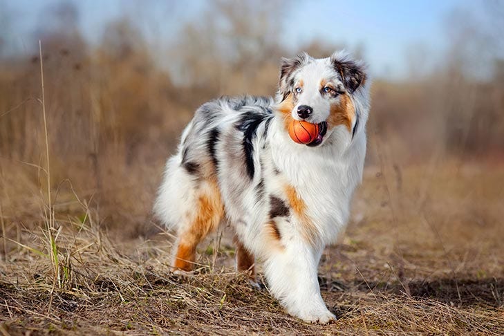 Australian Shepherd Dog Breed Information